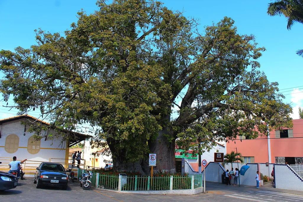 Revitalização do Centro Histórico, Baobá Secular e Memória da Escritora Nísia Floresta